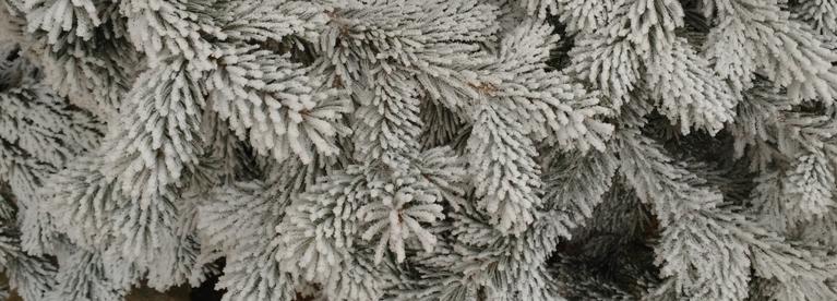 Pine in Snow